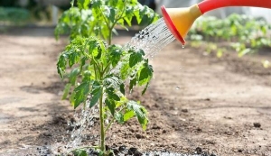 Sweet, fleshy and easy-to-care tomato Sensei - description of agricultural technology and advice from experienced summer residents