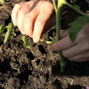 A giant tomato, the size of its fruit is amazing - growing your own tomato Miracle of the garden