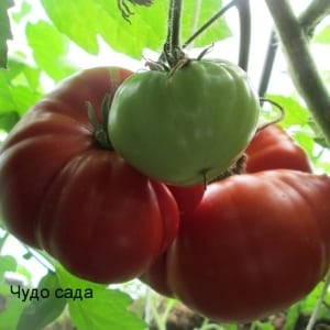 A giant tomato, the size of its fruit is amazing - growing your own tomato Miracle of the garden