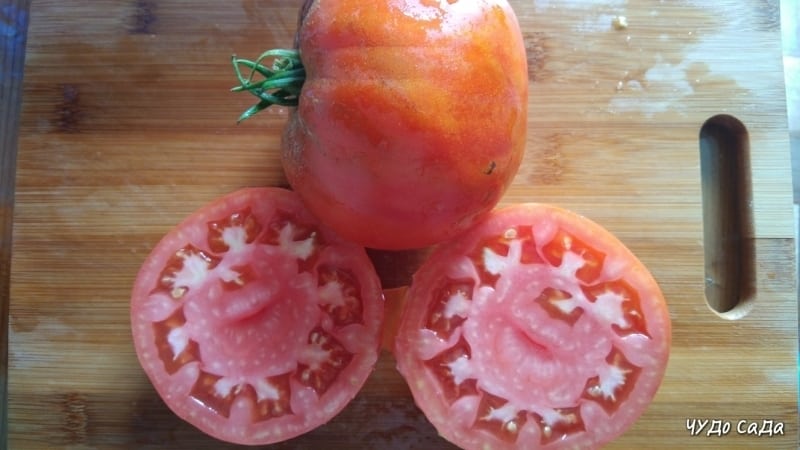 A giant tomato, the size of its fruit is amazing - growing your own tomato Miracle of the garden