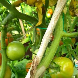 Will brilliant green for tomatoes help against late blight and how to use it correctly: instructions and advice from experienced summer residents
