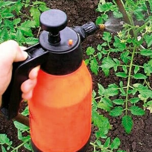 Will brilliant green for tomatoes help against late blight and how to use it correctly: instructions and advice from experienced summer residents