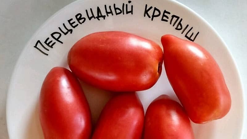 Try this unusual variety that will not leave you indifferent - the robust pepper tomato