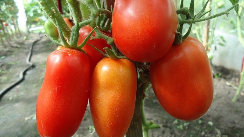 Try this unusual variety that will not leave you indifferent - the robust pepper tomato