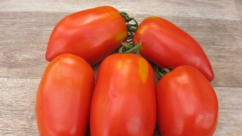Try this unusual variety that will not leave you indifferent - the robust pepper tomato
