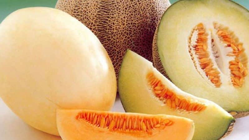 Step-by-step instructions on how to choose the right melon: useful tips and life hacks for finding the most delicious fruit