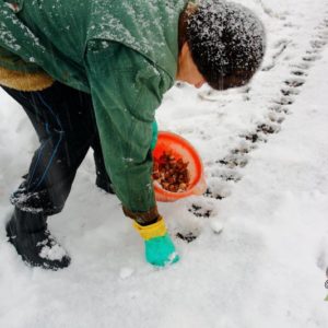 Step-by-step instructions for planting garlic bulbs before winter: basic rules and secrets of experienced gardeners