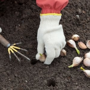 Step-by-step instructions for planting garlic bulbs before winter: basic rules and secrets of experienced gardeners