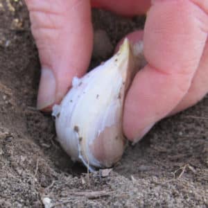 Step-by-step instructions for planting garlic bulbs before winter: basic rules and secrets of experienced gardeners