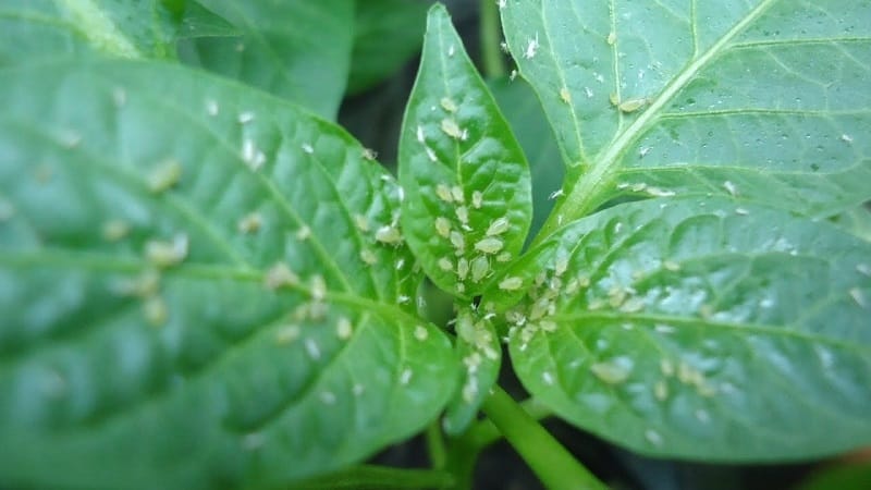 Aphids appeared on peppers in a greenhouse: what to do and how to defeat the pest quickly and effectively