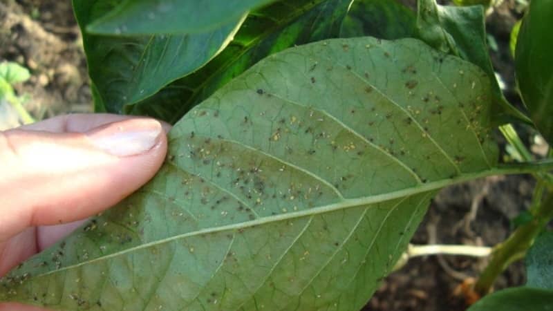 Aphids appeared on peppers in a greenhouse: what to do and how to defeat the pest quickly and effectively