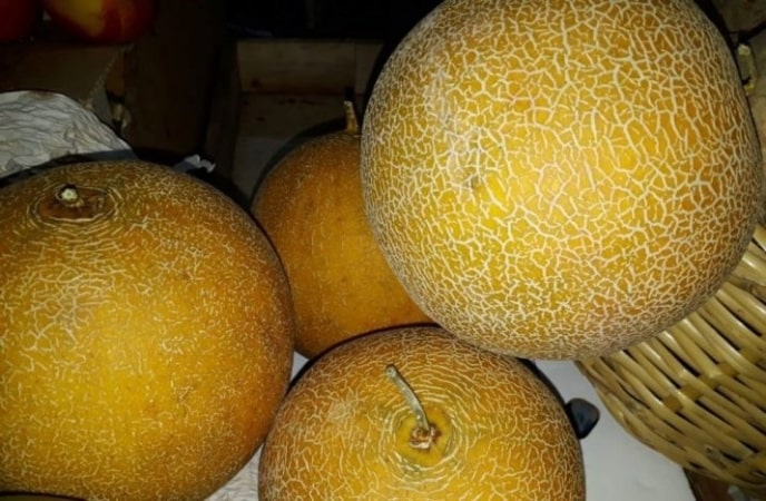 Early ripe yellow melon Fairy Tale F1: cultivation and care, nuances of choice when purchasing ripe fruits