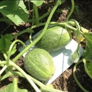 Early ripe yellow melon Fairy Tale F1: cultivation and care, nuances of choice when purchasing ripe fruits