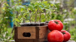 Sweet, fleshy and easy-to-care tomato Sensei - description of agricultural technology and advice from experienced summer residents