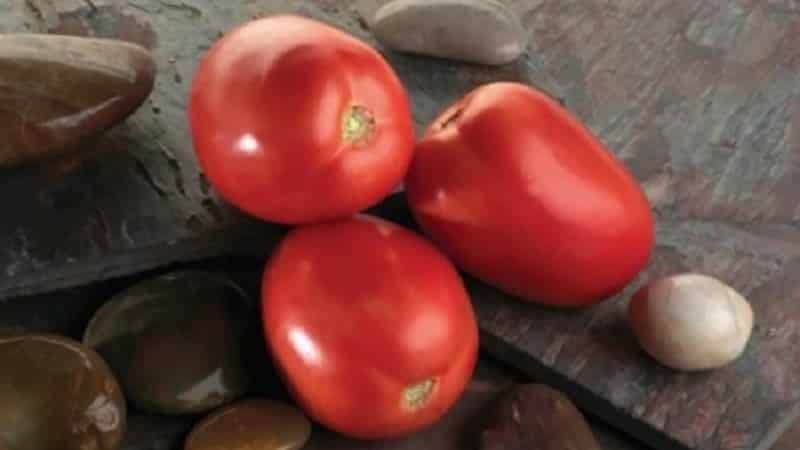 The Diabolic tomato developed by Japanese breeders: why it is good and why it is loved by domestic farmers