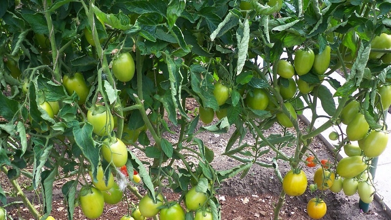 The Diabolic tomato developed by Japanese breeders: why it is good and why it is loved by domestic farmers