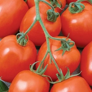 The Diabolic tomato developed by Japanese breeders: why it is good and why it is loved by domestic farmers