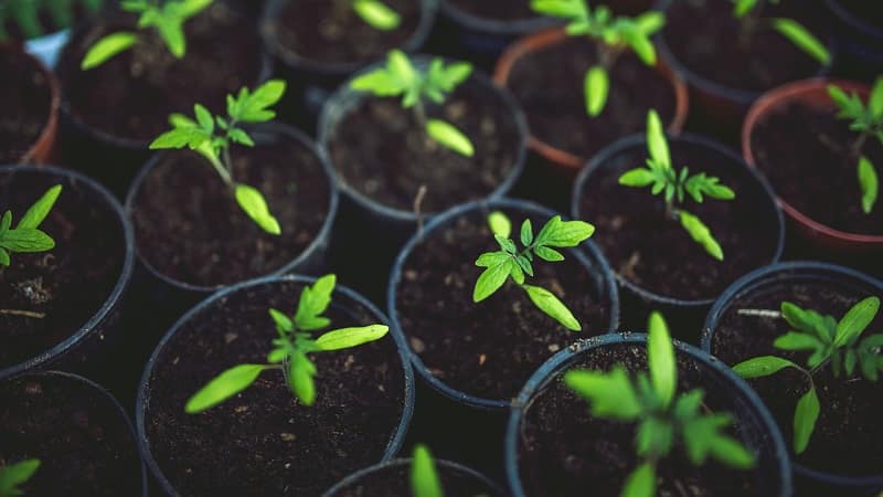 The Diabolic tomato developed by Japanese breeders: why it is good and why it is loved by domestic farmers