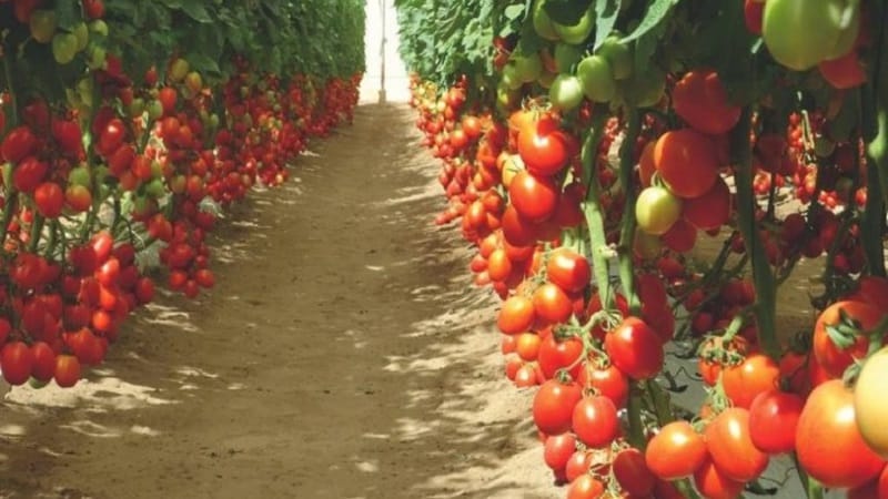 The Diabolic tomato developed by Japanese breeders: why it is good and why it is loved by domestic farmers