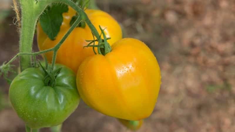 Record holder for the content of nutrients - Orange Heart tomato