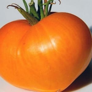 Record holder for the content of nutrients - Orange Heart tomato