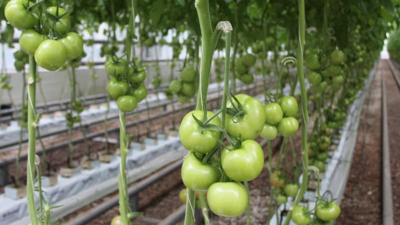 Solving problems with the tomato harvest: what to do if the tomatoes in the greenhouse don’t turn red