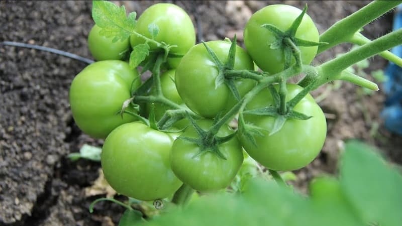 Solving problems with the tomato harvest: what to do if the tomatoes in the greenhouse don’t turn red