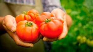 Sweet, fleshy and easy-to-care tomato Sensei - description of agricultural technology and advice from experienced summer residents