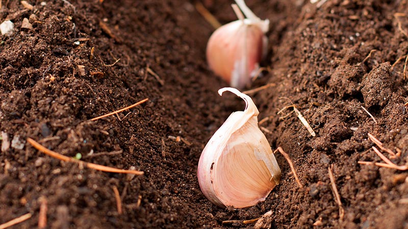 Secrets of experienced gardeners: what to plant after garlic next year, and what crops to avoid