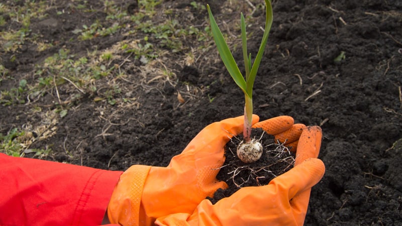 Secrets of experienced gardeners: what to plant after garlic next year, and what crops to avoid