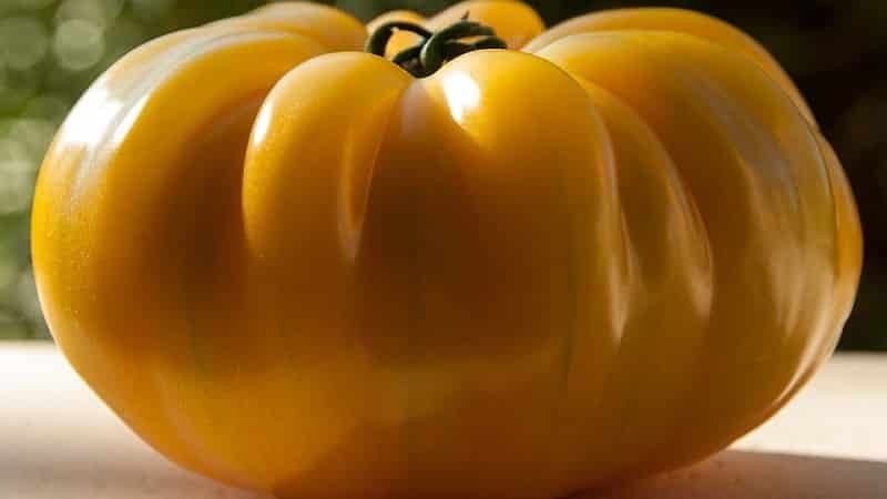 The Lemon Giant variety is a tomato with extraordinary taste, bright color and incredibly large juicy fruits.