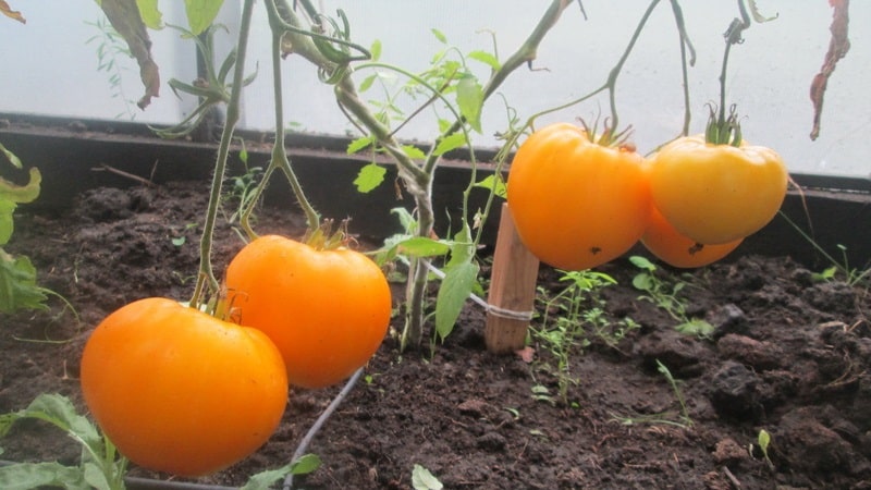 The Lemon Giant variety is a tomato with extraordinary taste, bright color and incredibly large juicy fruits.