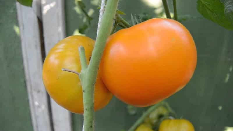 The Lemon Giant variety is a tomato with extraordinary taste, bright color and incredibly large juicy fruits.