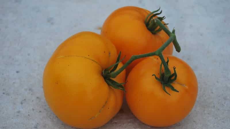 The Lemon Giant variety is a tomato with extraordinary taste, bright color and incredibly large juicy fruits.