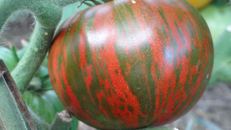 A variety with an unusual color, unique taste and appetizing name - Striped Chocolate tomato