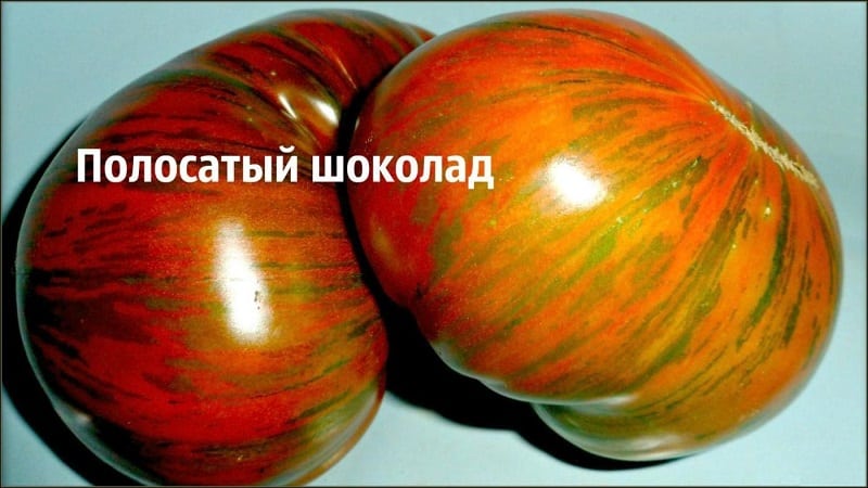 A variety with an unusual color, unique taste and appetizing name - Striped Chocolate tomato
