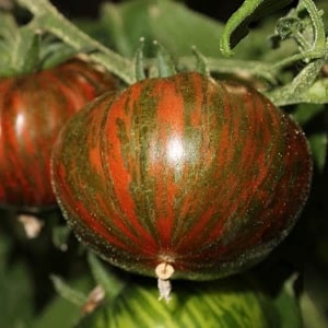 A variety with an unusual color, unique taste and appetizing name - Striped Chocolate tomato