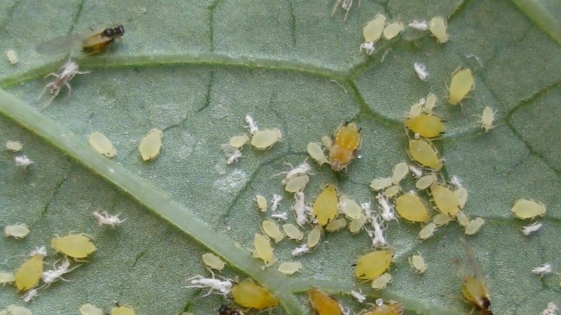 Diseases and pests of Chinese cabbage