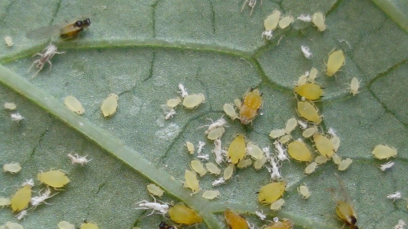 Aphids on tomatoes: how to fight during flowering and what products to choose for processing tomatoes