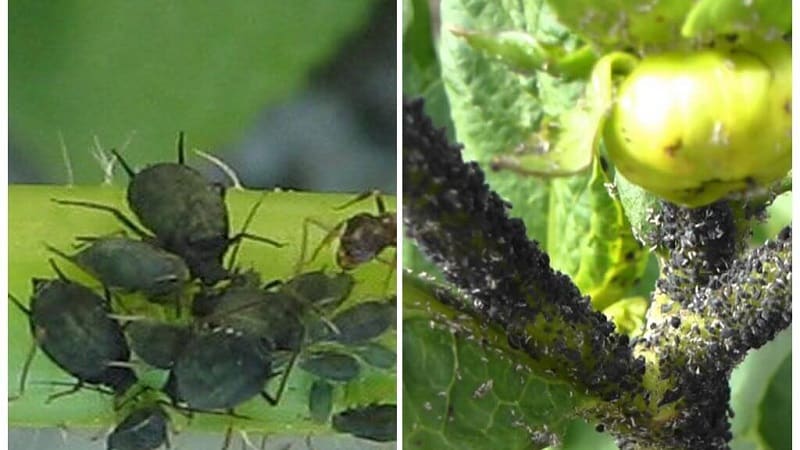 Aphids on tomatoes: how to fight during flowering and what products to choose for processing tomatoes