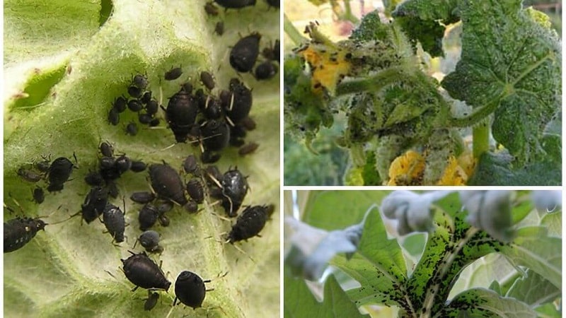 Aphids on tomatoes: how to fight during flowering and what products to choose for processing tomatoes