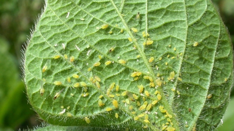 Aphids on tomatoes: how to fight during flowering and what products to choose for processing tomatoes