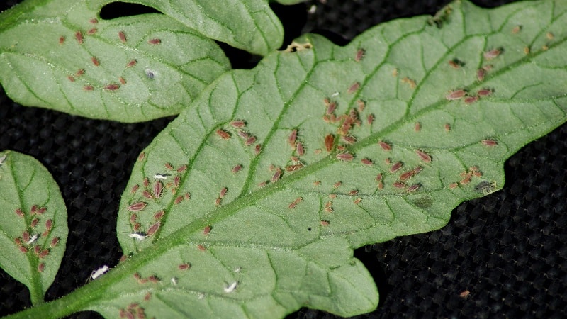 Aphids on tomatoes: how to fight during flowering and what products to choose for processing tomatoes