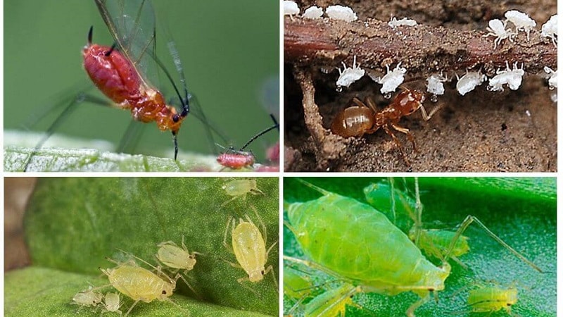 Aphids on tomatoes: how to fight during flowering and what products to choose for processing tomatoes