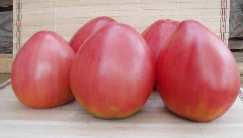 Early ripe tomatoes for juices, salads and preservation Fatima - characteristics and description of the variety