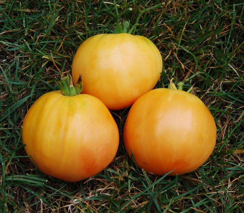 Description of Pineapple variety tomatoes: features of their cultivation in open and closed ground