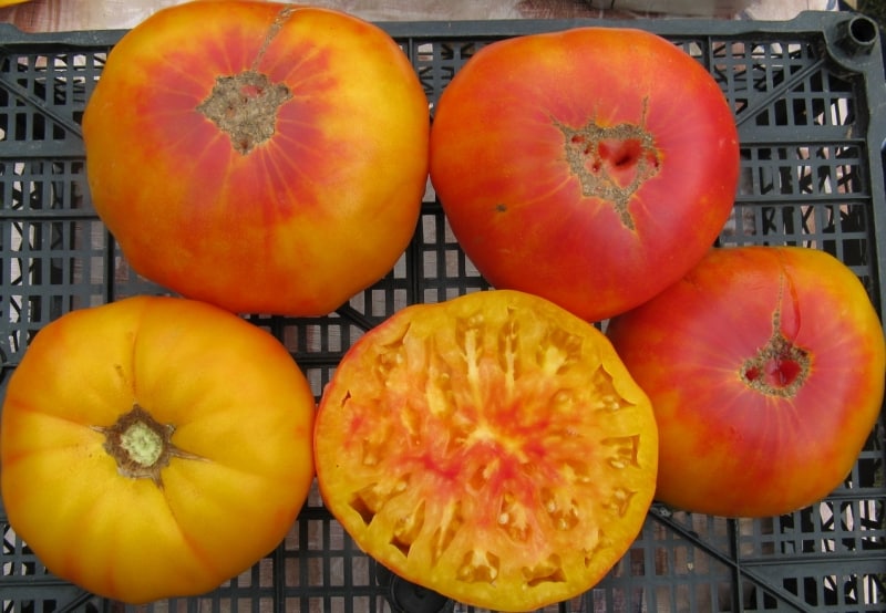 Description of Pineapple variety tomatoes: features of their cultivation in open and closed ground
