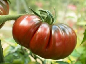 Description of Pineapple variety tomatoes: features of their cultivation in open and closed ground