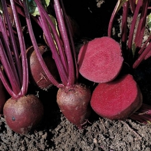 Top 12 best beet varieties: overview of different types and tips for choosing the most suitable one