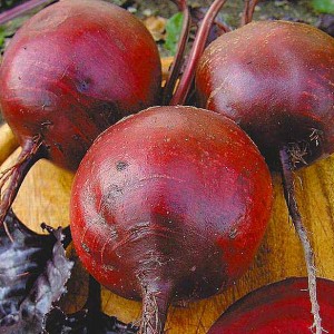 Top 12 best beet varieties: overview of different types and tips for choosing the most suitable one